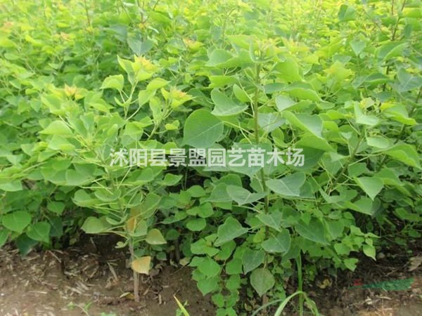 米徑15公分烏桕樹什么價(jià)格？米徑16公分烏桕樹什么價(jià)格能買到