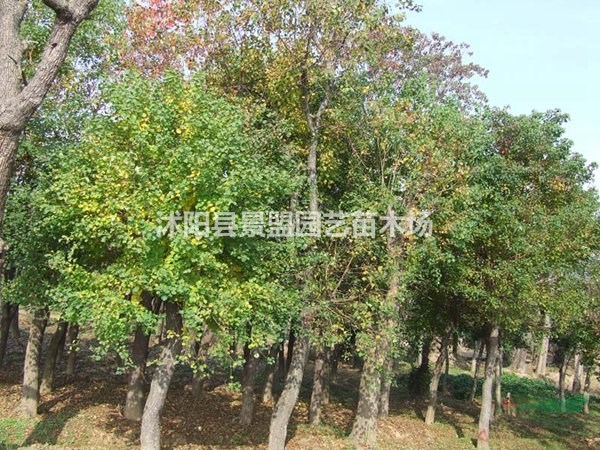 米徑15公分烏桕樹什么價(jià)格？米徑16公分烏桕樹什么價(jià)格能買到