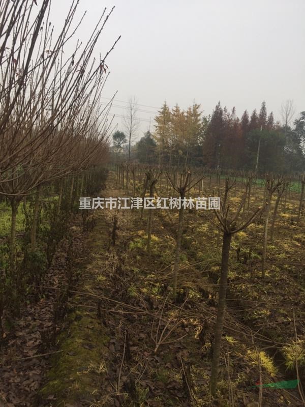 大量供應(yīng)櫻花