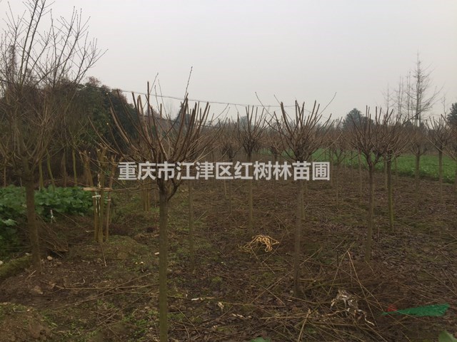 大量供應(yīng)櫻花