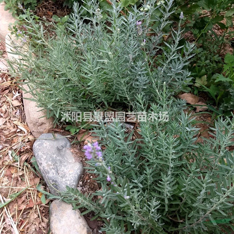 薰衣草種子多少錢(qián)一斤，薰衣草種子批發(fā)價(jià)格薰衣草可以移栽嗎？