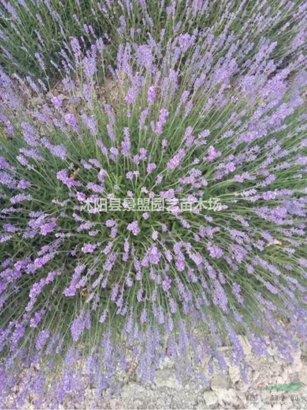 薰衣草種子多少錢(qián)一斤，薰衣草種子批發(fā)價(jià)格薰衣草可以移栽嗎？