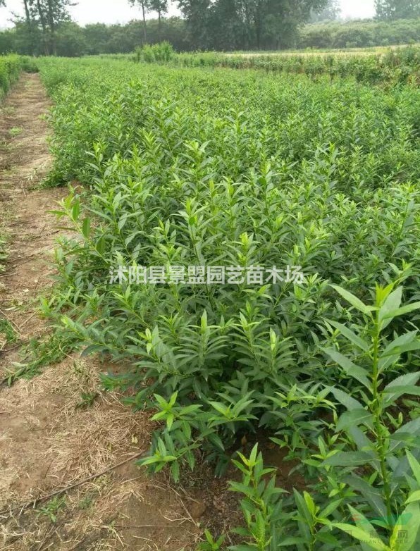 1年連翹苗什么價格？1年連翹苗多少錢一棵？