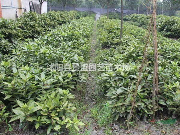 灑金珊瑚小苗價格高嗎？灑金珊瑚是闊葉植物嗎？