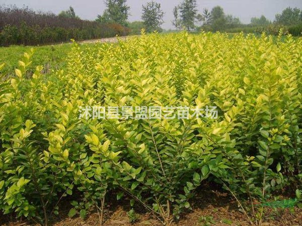 9月可以播種金葉女貞嗎？8月可以播種金葉女貞嗎？