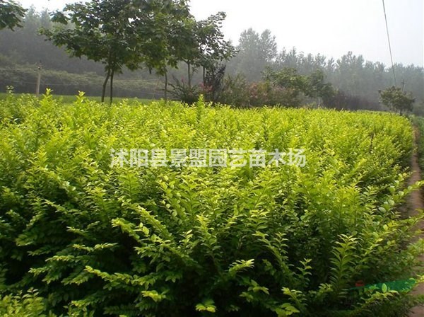 9月可以播種金葉女貞嗎？8月可以播種金葉女貞嗎？