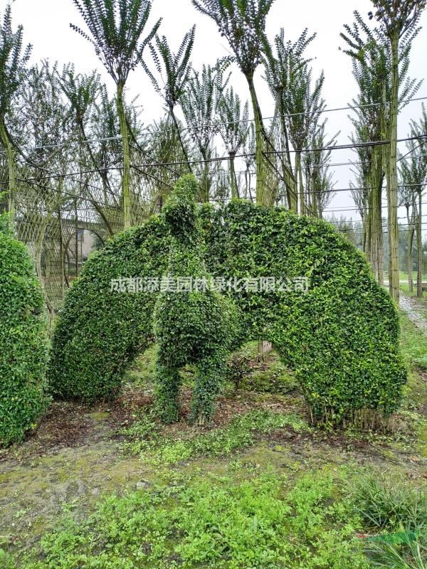 紫薇造型大基地出售各種造型 四川郫縣供應(yīng) 量大優(yōu)惠價供應(yīng) 