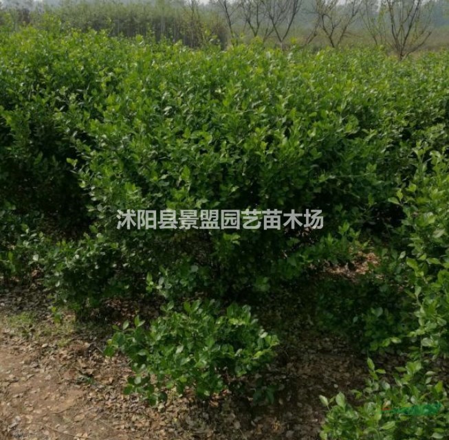 衛(wèi)矛正常情況下能長多高？衛(wèi)矛市場上常見的規(guī)格有幾種？