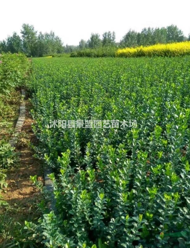 衛(wèi)矛正常情況下能長多高？衛(wèi)矛市場上常見的規(guī)格有幾種？