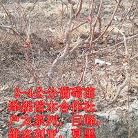 占地葡萄苗-2-3-4公分葡萄苗=品種：巨峰-戶太-夏黑葡萄