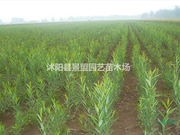 17公分竹柳批發(fā)基地在哪里？18公分竹柳批發(fā)基地在哪里？