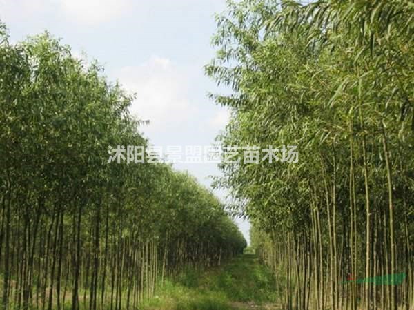17公分竹柳批發(fā)基地在哪里？18公分竹柳批發(fā)基地在哪里？