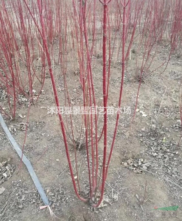 今年紅瑞木種子價格便宜嗎？冬季沙藏的紅瑞木種子多少錢一斤？