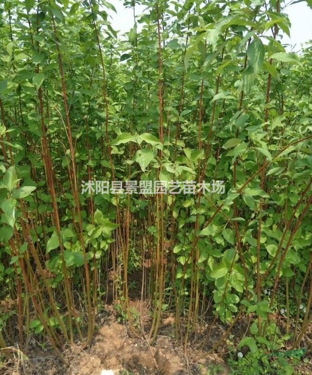 紅瑞木種植密度每畝用種多少斤?紅瑞木花期是什么時(shí)候？
