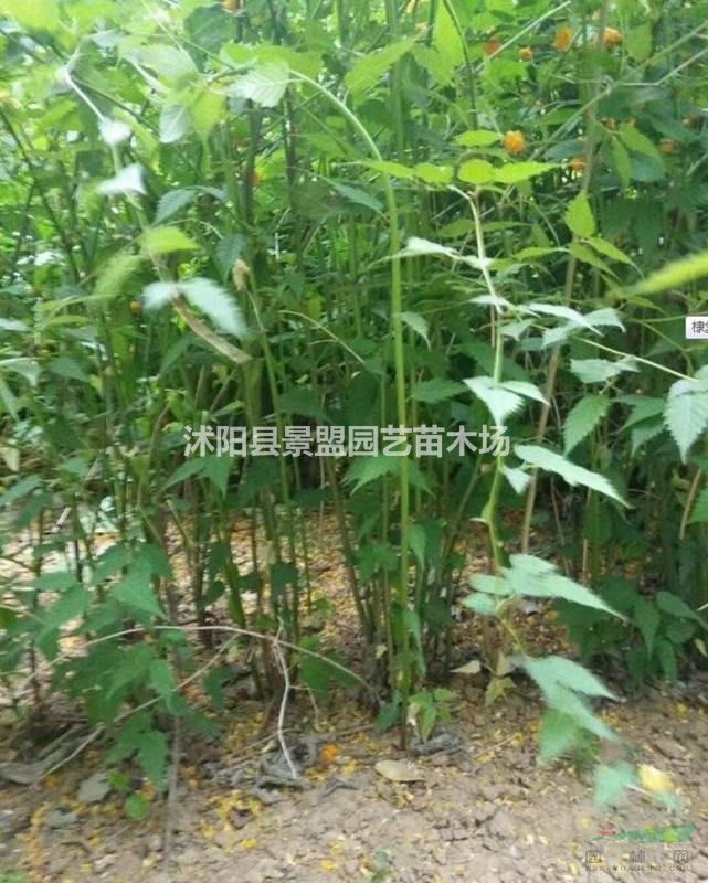 棣棠種植間距多遠(yuǎn)為宜？棣棠花100平米載多少棵為宜？