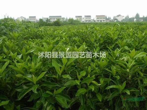 2.2米高法國冬青今年什么價(jià)格？2.5米高法國冬青今年什么價(jià)