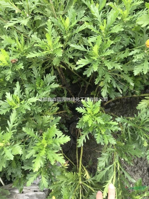 成都木春菊基地 木春菊批發(fā)工程苗 木春菊小苗