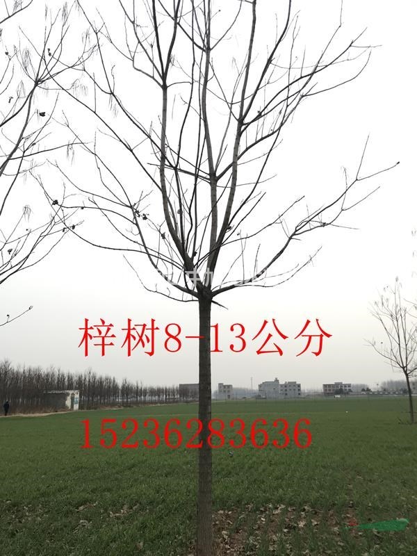 12公分精品梓樹，低價促銷中