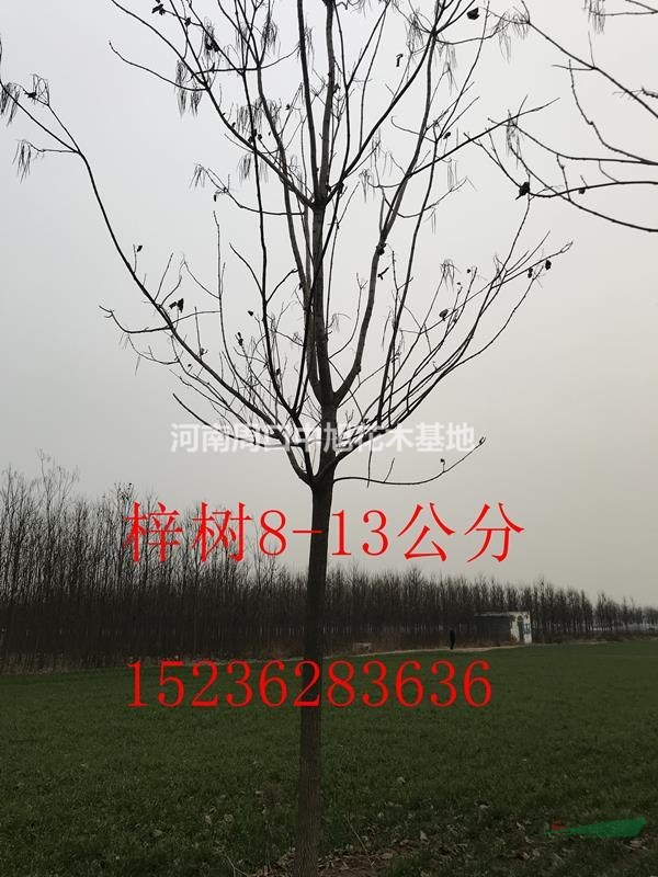 12公分精品梓樹，低價促銷中