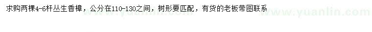 求購4-6桿叢生香樟