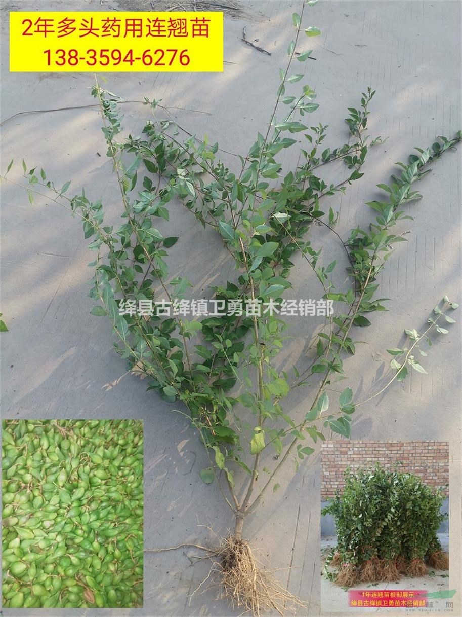 连翘苗产地+价格===山西产地供应1-2年药用连翘苗