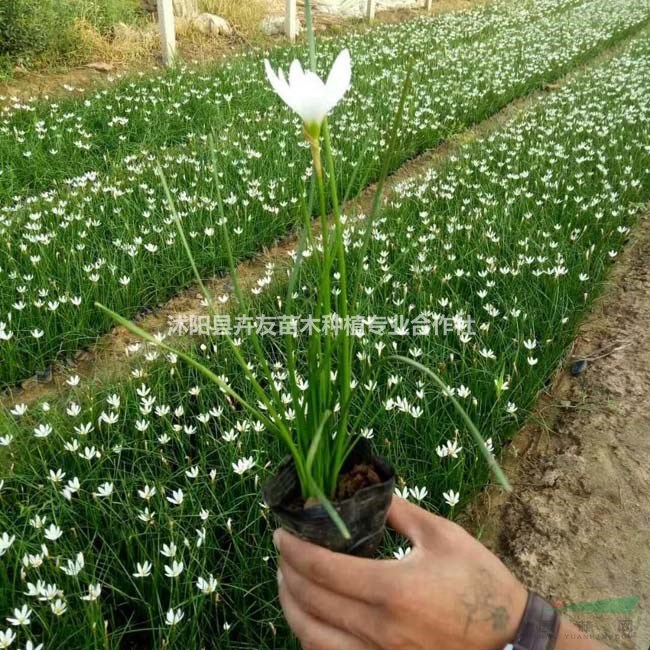 蔥蘭多年生草本地被植物 蔥蘭小苗價格