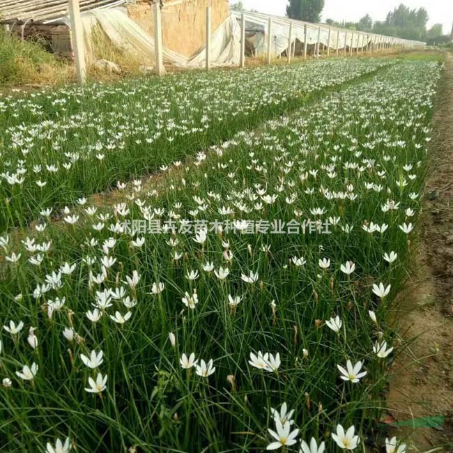 葱兰多年生草本地被植物 葱兰小苗价格