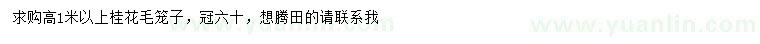 求購高1米以上桂花