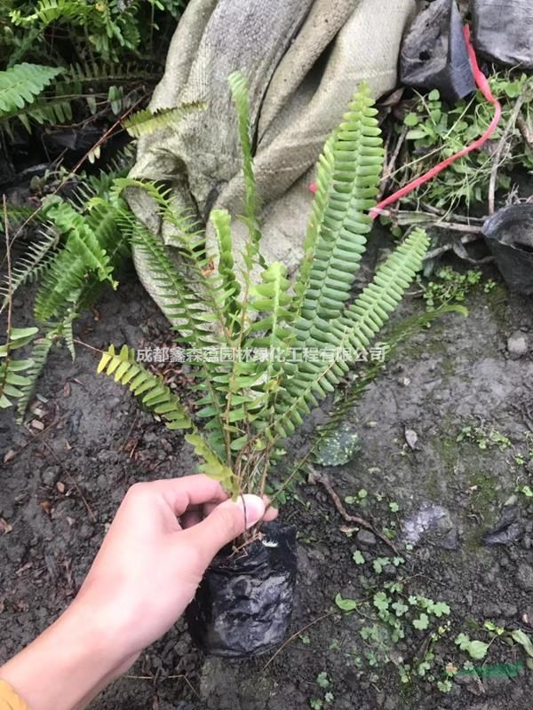 排骨草批發(fā)基地 排骨草價格 腎蕨基地