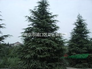 湯泉直銷2米雪松最低價格 提供3米雪松大量供應