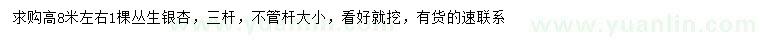 求購(gòu)高8米左右叢生銀杏