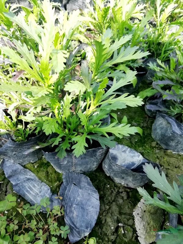 木春菊批發(fā)基地 木春菊13杯價(jià)格 木春菊基地
