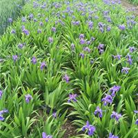 鳶尾  蝴蝶蘭  藍(lán)花鳶尾  地被植物鳶尾  鳶尾價格 