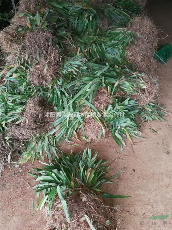 鳶尾  蝴蝶蘭  藍花鳶尾  地被植物鳶尾  鳶尾價格 