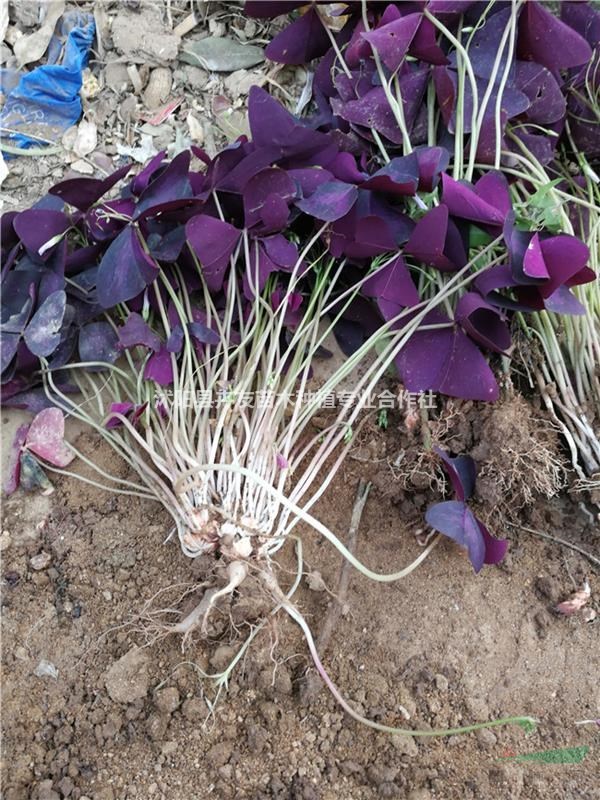 紫叶酢浆草的养殖方法紫叶酢浆草什么季节种植好