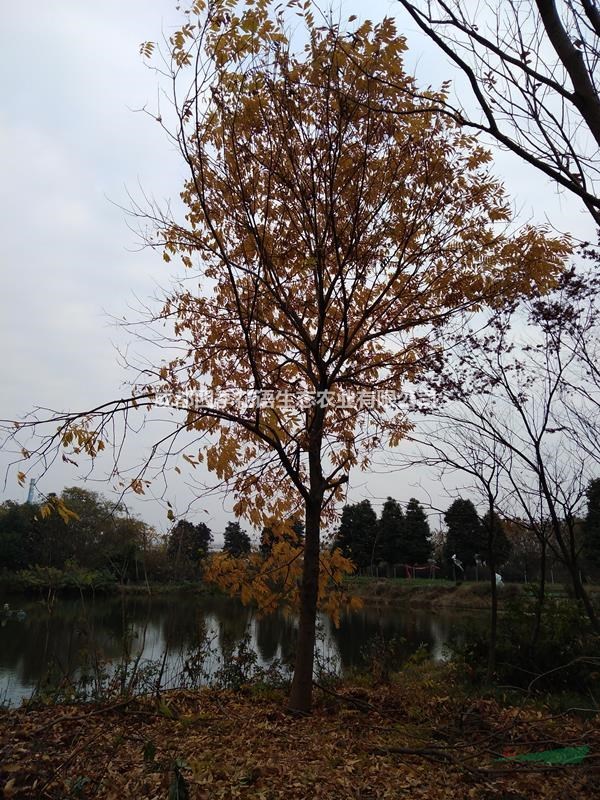 10-20無患子（菩提樹） 桿子直樹形好 苗圃貨