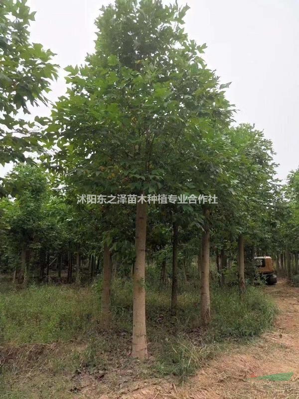 江蘇馬褂木，鵝掌楸