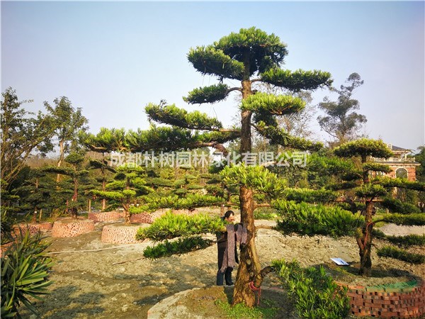 四川優(yōu)質(zhì)22公分羅漢松價格_高度3米_冠幅3米_批發(fā)采購
