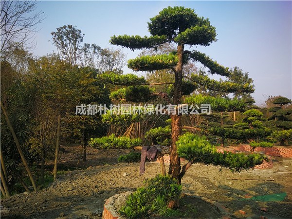 四川優(yōu)質(zhì)22公分羅漢松價格_高度3米_冠幅3米_批發(fā)采購