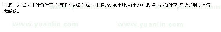 求購6-7公分小葉紫葉李