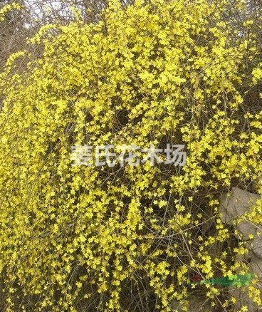 姜氏迎春花 海棠花 梅花 木槿 連翹 多種規(guī)格 質(zhì)優(yōu)量大