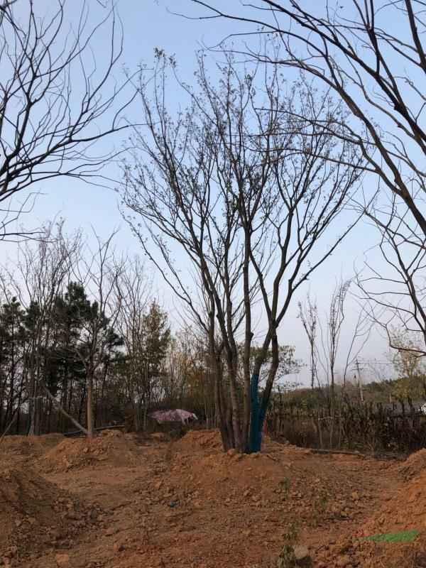 安徽大量供應單桿樸樹雙桿樸樹叢生樸樹價格美麗