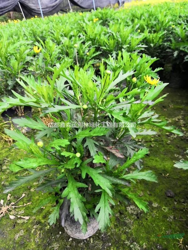 木春菊批發(fā)基地 百萬(wàn)木春菊基地價(jià)格