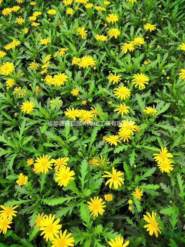 木春菊批發(fā)基地 百萬(wàn)木春菊基地價(jià)格