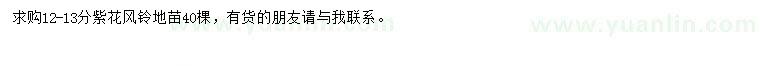 求購12-13公分紫花風(fēng)鈴木