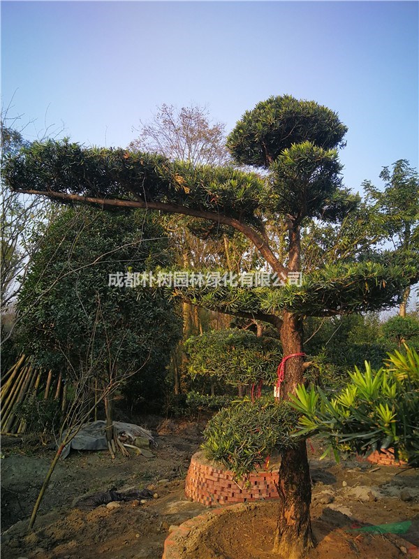 成都采購(gòu)優(yōu)質(zhì)20公分羅漢松價(jià)格_高度3.2米_冠幅3米_批發(fā)