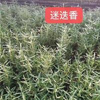 優(yōu)質(zhì)迷迭香，基地直銷 質(zhì)量保證 易成活