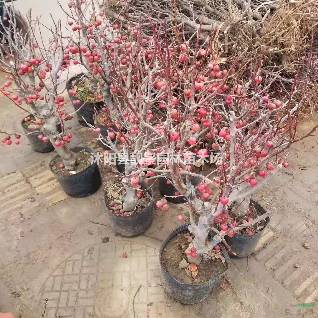 海棠树桩盆栽 冬红果海棠树桩盆景 海棠树苗批发