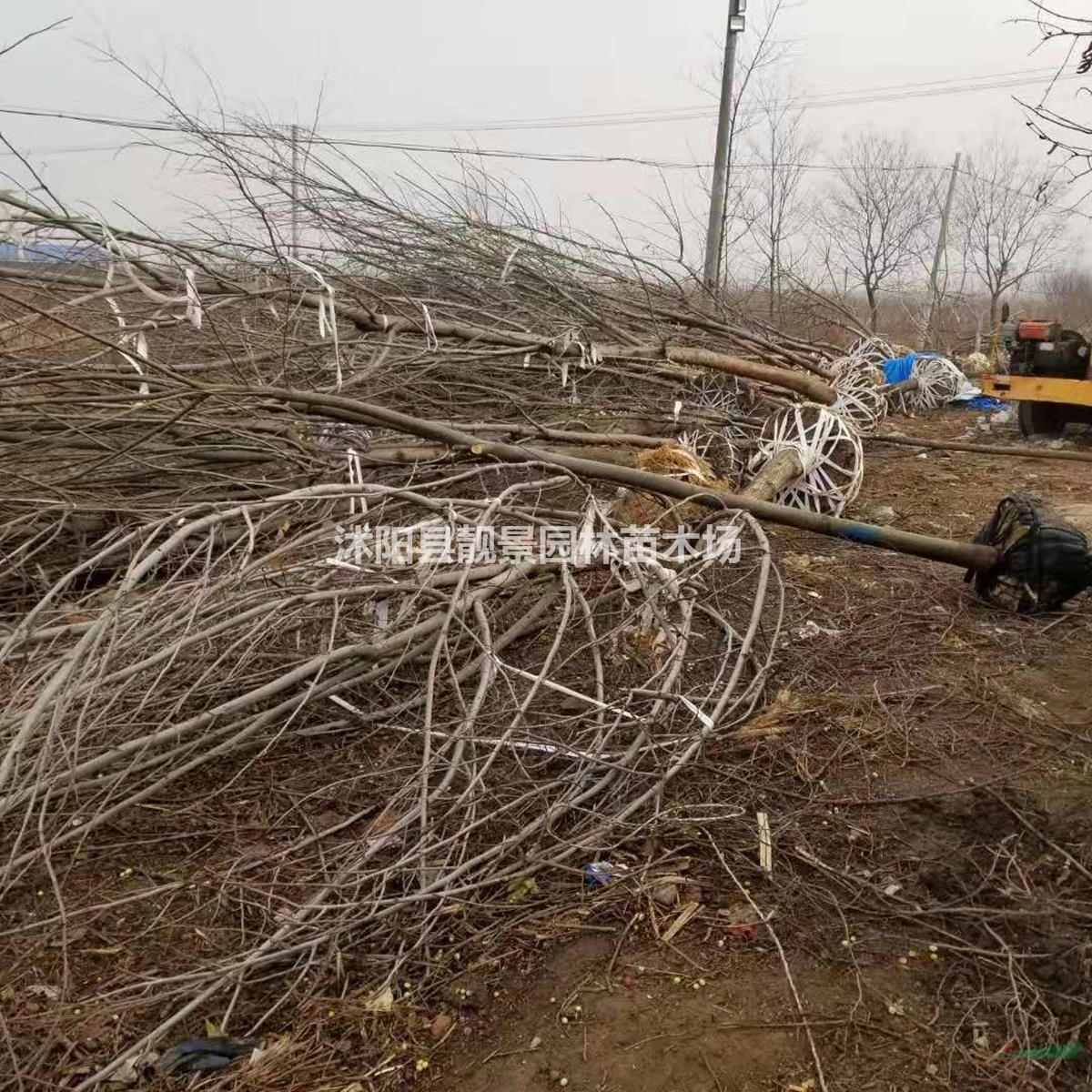枫杨树1-12公分粗 小燕子柳树产地 枫杨行道树批发