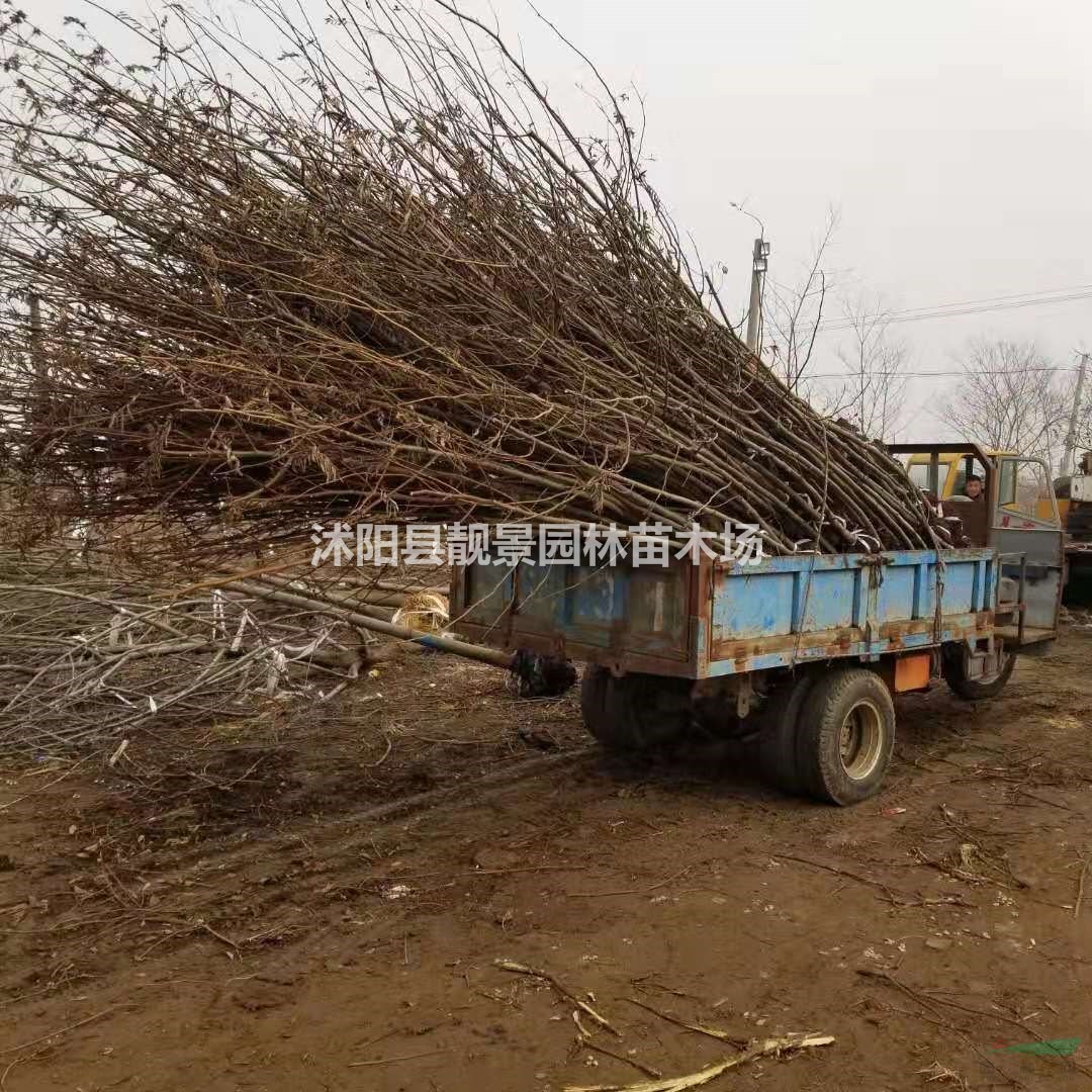 枫杨树1-12公分粗 小燕子柳树产地 枫杨行道树批发